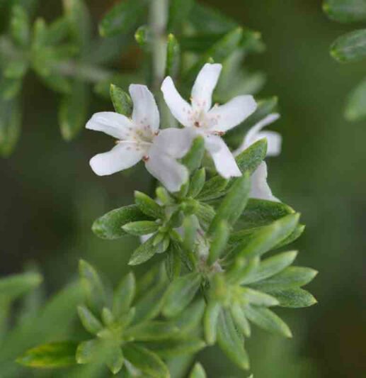 Coastal Rosemary, Coast Rosemary, Coastal Westringia, Native Rosemary, Australian Rosemary, Coast Westringia, Westringia Rosmariniformis