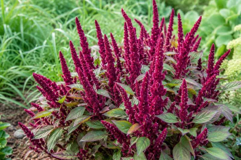 Amaranthus hypochondriacus 'Pygmy Torch', Pygmy Torch Amaranth, Pygmy Torch, Prince Of Wales Feather, Prince's Feather, Prince-Of-Wales Feather