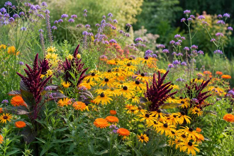 Amaranthus hypochondriacus 'Pygmy Torch' with crimson plumes in a bright summer garden