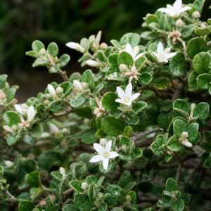 White Correa, Correa, Cape Barren Tea, Cape Barren Tea Tree, Australian Fuchsia, Correa alba