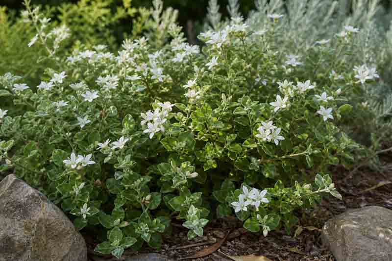 Correa alba, White correa in bloom in a garden