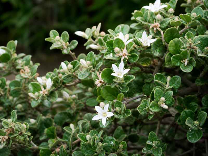 White correa, Correa alba, evergreen Australian native shrub with white star flowers and grey-green foliage