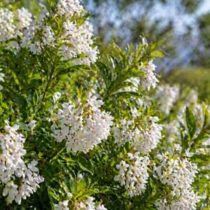 White Escallonia, Escallonia ‘Iveyi’, Escallonia Bifida Exoniensis ‘Iveyi’, Escallonia × Bifida ‘Iveyi’