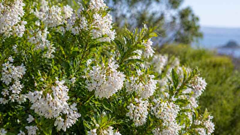 White Escallonia, Escallonia ‘Iveyi’, Escallonia Bifida Exoniensis ‘Iveyi’, Escallonia × Bifida ‘Iveyi’