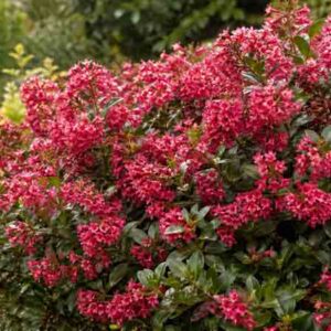 Red Escallonia, Redclaws, Red Claws, Escallonia,