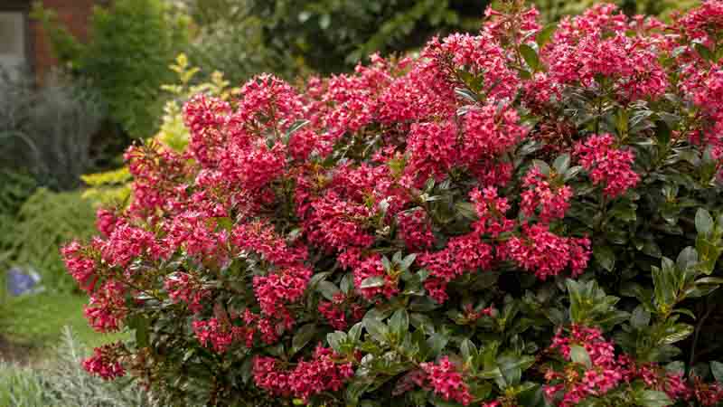 Red Escallonia, Redclaws, Red Claws, Escallonia,