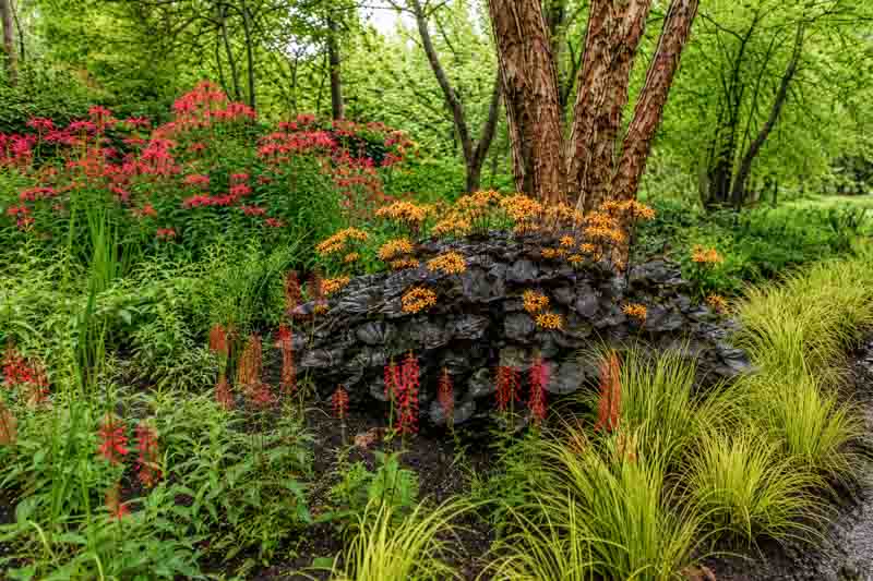 Garden with clay soil, ligularia, lobelia, monarda, acorus