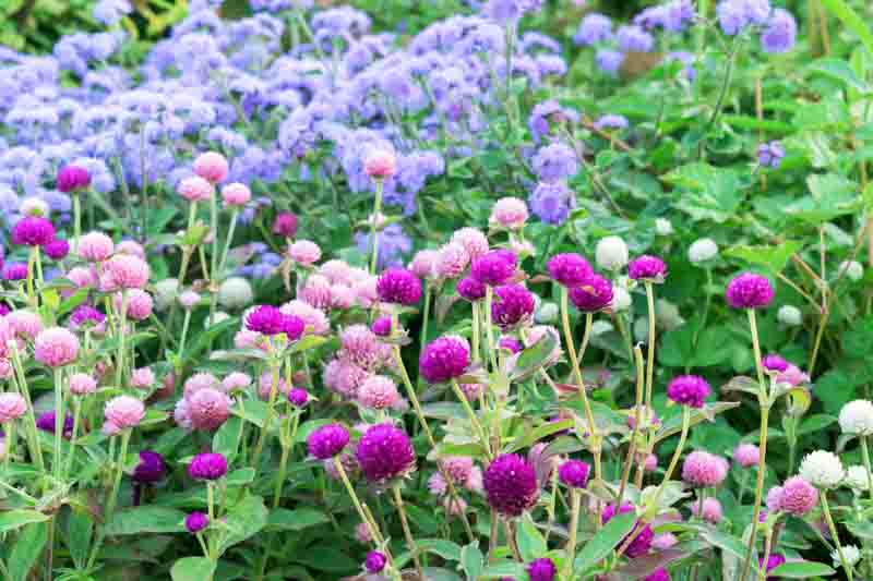 Gomphrena globosa, Globe Amaranth, Bachelor's Button, Globe Flower, Red Globe Everlasting, Purple flowers, Pink flowers
