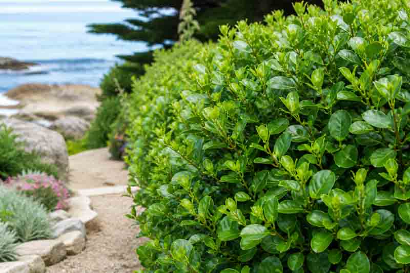 Kapuka, New Zealand Broadleaf, New Zealand Privet, Papauma, Pāpāuma, New Zealand Broadleaf Tree, Broadleaf, Griselinia Littoralis ‘Kapuka’
