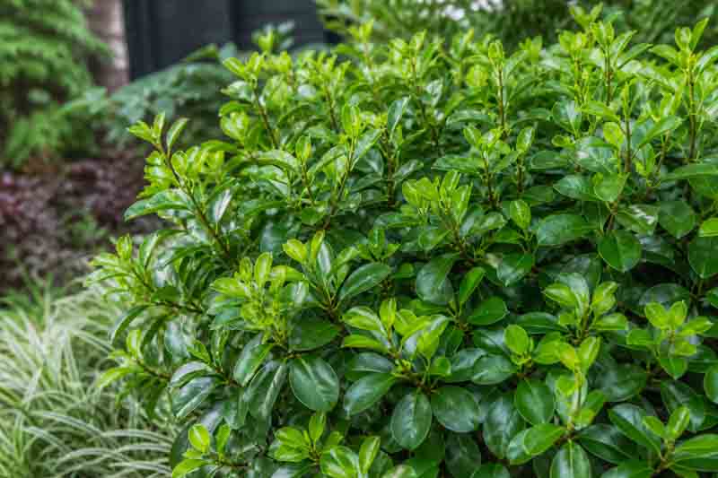 Griselinia littoralis, New Zealand broadleaf evergreen shrub with glossy apple-green leaves