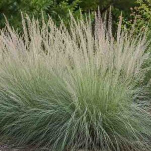 Muhlenbergia lindheimeri, Lindheimer's muhly, Big muhly, Blue muhly