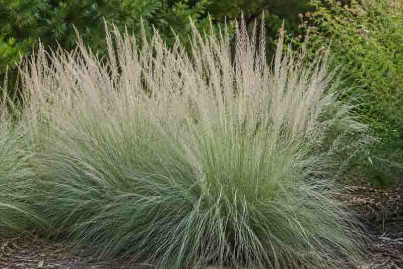 Muhlenbergia lindheimeri, Lindheimer's muhly, Big muhly, Blue muhly