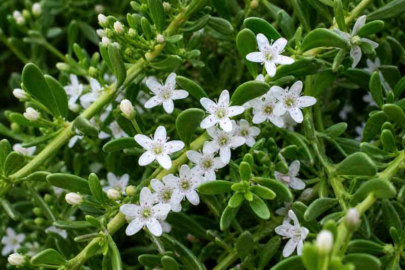 Myoporum parvifolium, Lush green foliage with white flowers