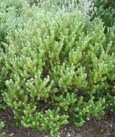 Coastal Rosemary, Coast Rosemary, Coastal Westringia, Native Rosemary, Australian Rosemary, Coast Westringia, Westringia Rosmariniformis