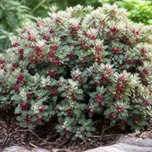 Pittosporum crassifolium, Karo, Evergreen Pittosporum