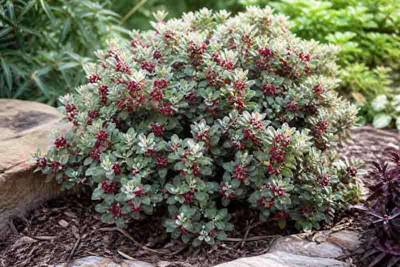 Pittosporum crassifolium, Karo, Evergreen Pittosporum
