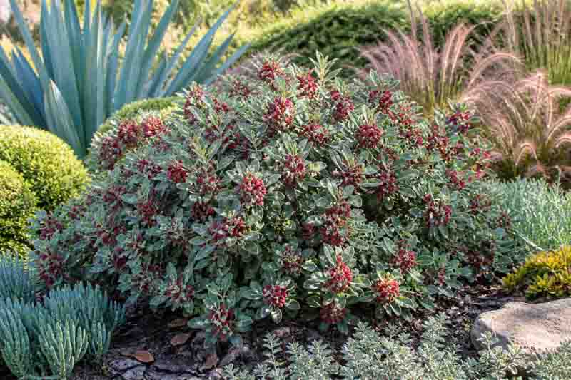 Pittosporum crassifolium karo showing grey-green evergreen foliage and coastal shrub habit