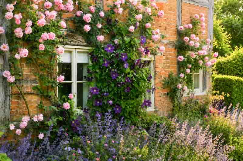 Rose Caroline Testout and Clematis Viola