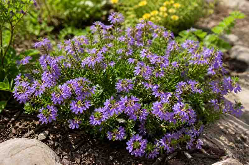 Scaevola aemula: How to Grow and Care for Fan Flower
