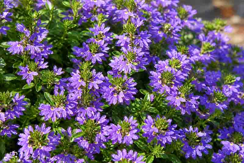 saintpaulia plant African Violet, Blue Flowers, Saintpaulia ionantha main image 0