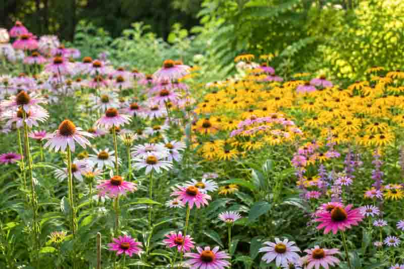 Summer garden with coneflowers and black-eyed susans, echinacea, rudbeckia