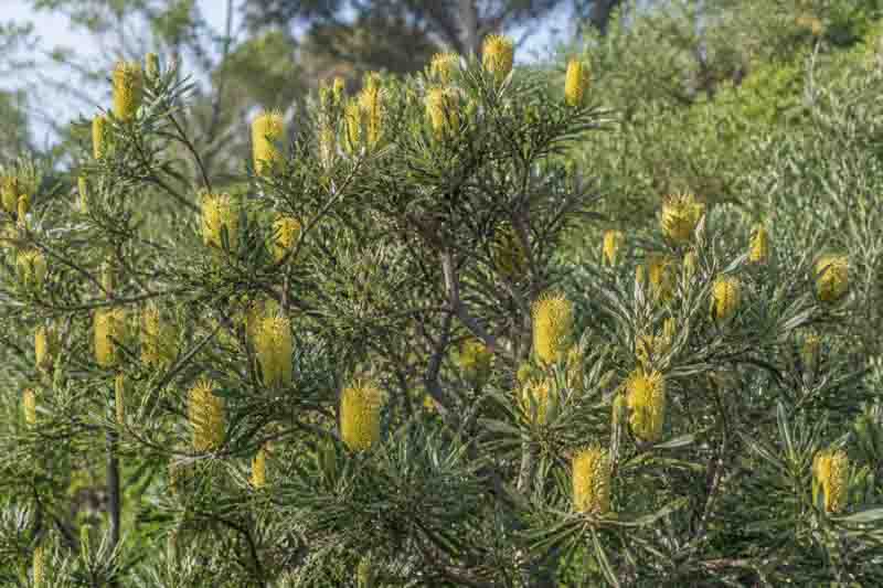Coast Banksia, Coastal Banksia, Coast Honeysuckle, Australian Honeysuckle, White Banksia, White Bottlebrush, White Honeysuckle, Honeysuckle Oak, Banksia integrifolia