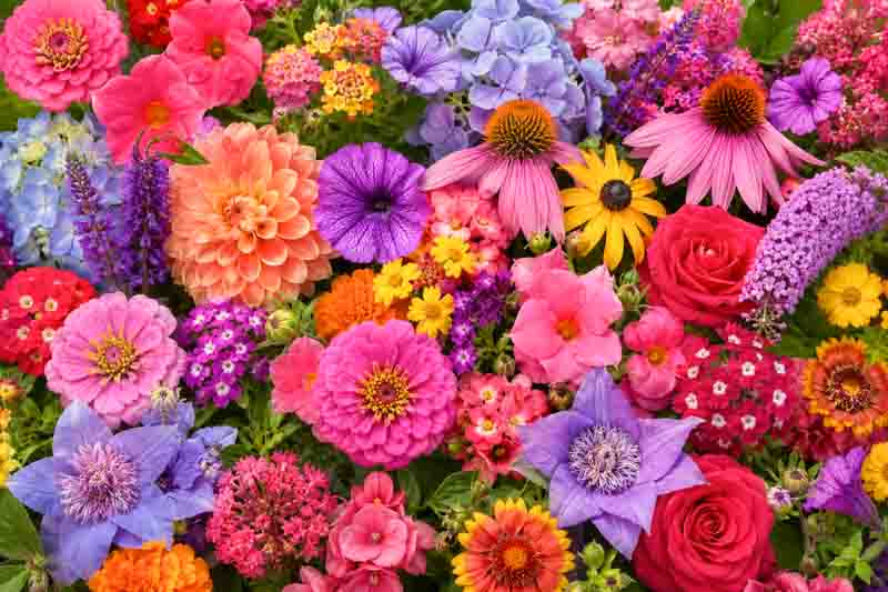 The Best Long-Flowering Plants for Nonstop Garden Color