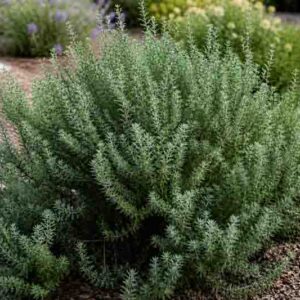 Coastal Rosemary, Coast Rosemary, Coastal Westringia, Native Rosemary, Australian Rosemary, Coast Westringia, Westringia Rosmariniformis