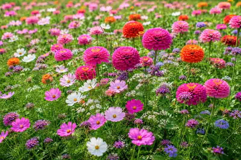 Wildflower meadow in full bloom with zinnia and cosmos