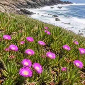 Pigface, Karkalla, Native Pigface, Sea Fig, Beach Banana, Ross's Noonflower, Coast Pigface, Carpobrotus rossii, Mesembryanthemum rossii