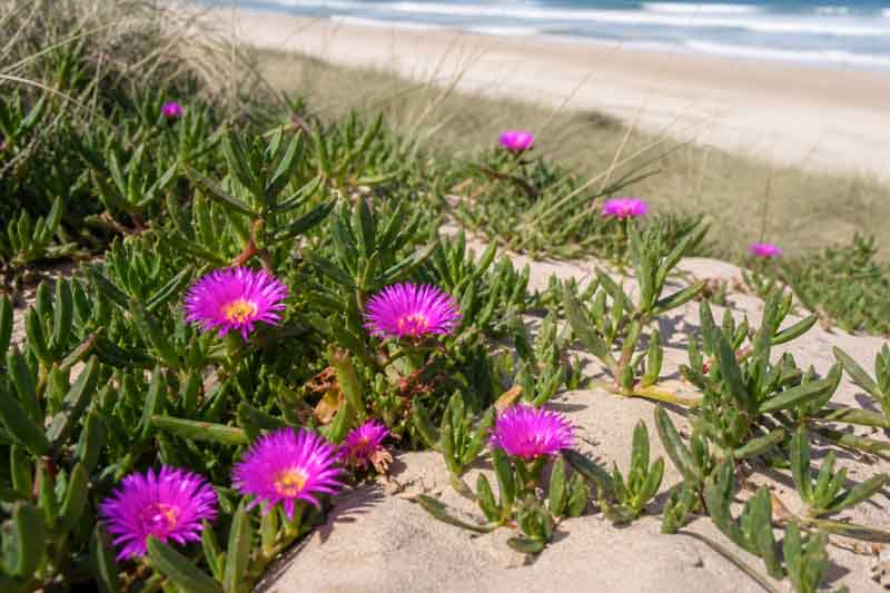 Pigface, Karkalla, Native Pigface, Sea Fig, Beach Banana, Ross's Noonflower, Coast Pigface, Carpobrotus rossii, Mesembryanthemum rossii