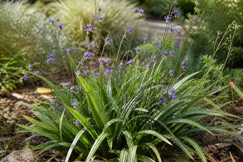 Tasman flax-lily, Tasmanian flax-lily, Blue flax-lily, blueberry lily, blue berry flax-lily