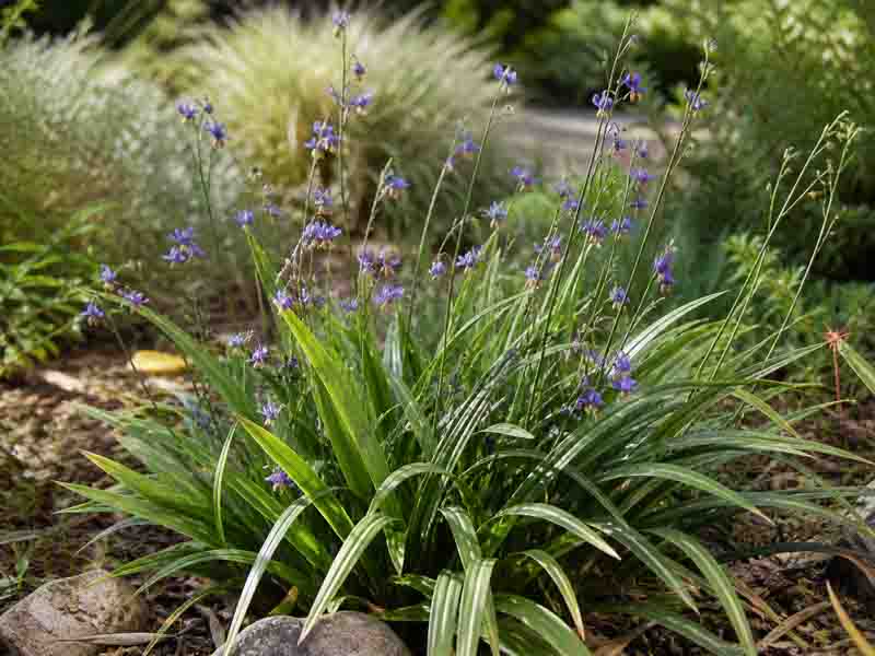 Dianella tasmanica, Tasman flax lily, evergreen perennial with strap-like foliage, blue flowers, and purple-blue berries