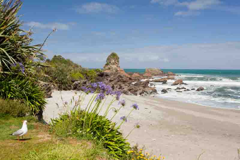 Sea gull and sandy beach of Tasman Sea at West Coast of South Island of New Zealand