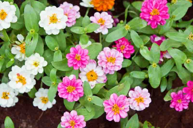Zinnia flower in the garden.