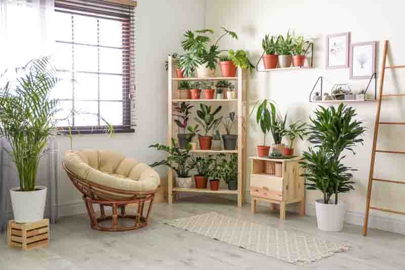 Houseplants, indoor garden