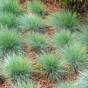 Blue fescue, Blue mountain grass, Grey fescue, Common blue fescue, Festuca glauca