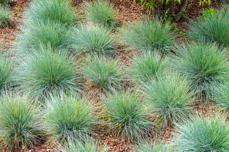 Blue fescue, Blue mountain grass, Grey fescue, Common blue fescue, Festuca glauca