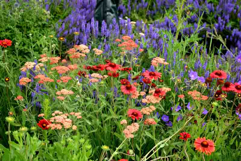 Summer garden with echinacea (coneflowers), salvia (sage), achillea (yarrow)
