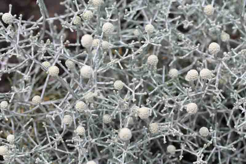 Cushion bush, Coast cushion bush, Silver bush, leucophyta brownii