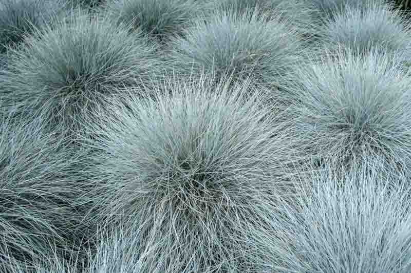 Blue fescue, Blue mountain grass, Grey fescue, Common blue fescue, Festuca glauca
