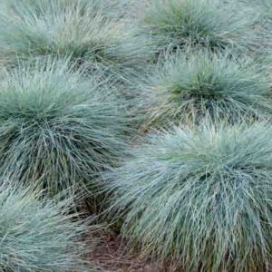 Blue fescue, Blue mountain grass, Grey fescue, Common blue fescue, Festuca glauca