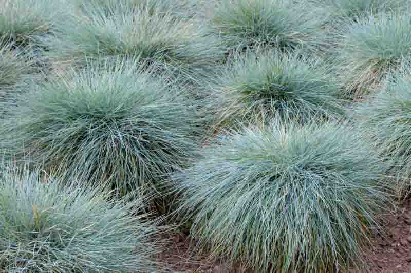 Blue fescue, Blue mountain grass, Grey fescue, Common blue fescue, Festuca glauca