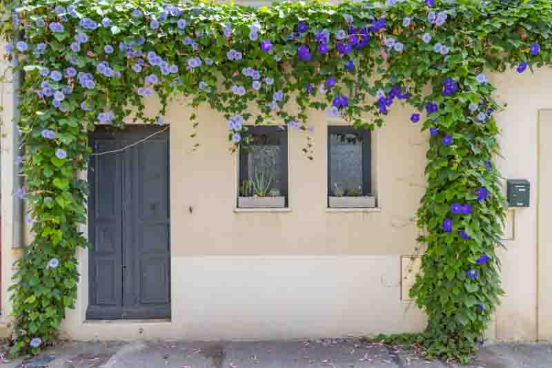 Blue morning glory flowers on a house in Provence.