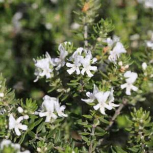 Coastal Rosemary, Coast Rosemary, Coastal Westringia, Native Rosemary, Australian Rosemary, Coast Westringia, Westringia Rosmariniformis