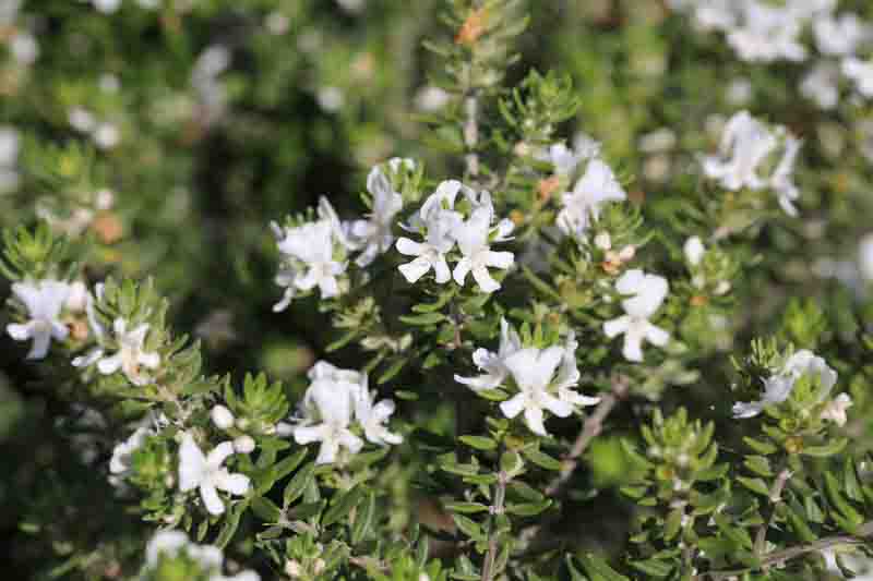 Coastal Rosemary, Coast Rosemary, Coastal Westringia, Native Rosemary, Australian Rosemary, Coast Westringia, Westringia Rosmariniformis
