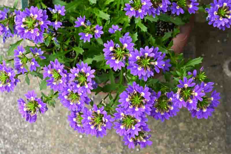 Fan flower, Fairy fan flower, Half flower, Blue fan flower, Blue fan-flower, scaevola aemula