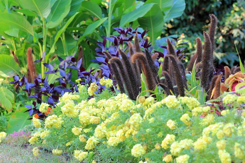 Pennisetum glaucum, pearl millet, ornamental millet with sun-loving companion plants