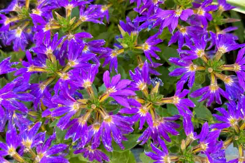 Fan flower, Fairy fan flower, Half flower, Blue fan flower, Blue fan-flower, scaevola aemula