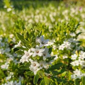 Myoporum parvifolium, Lush green foliage with white flowers